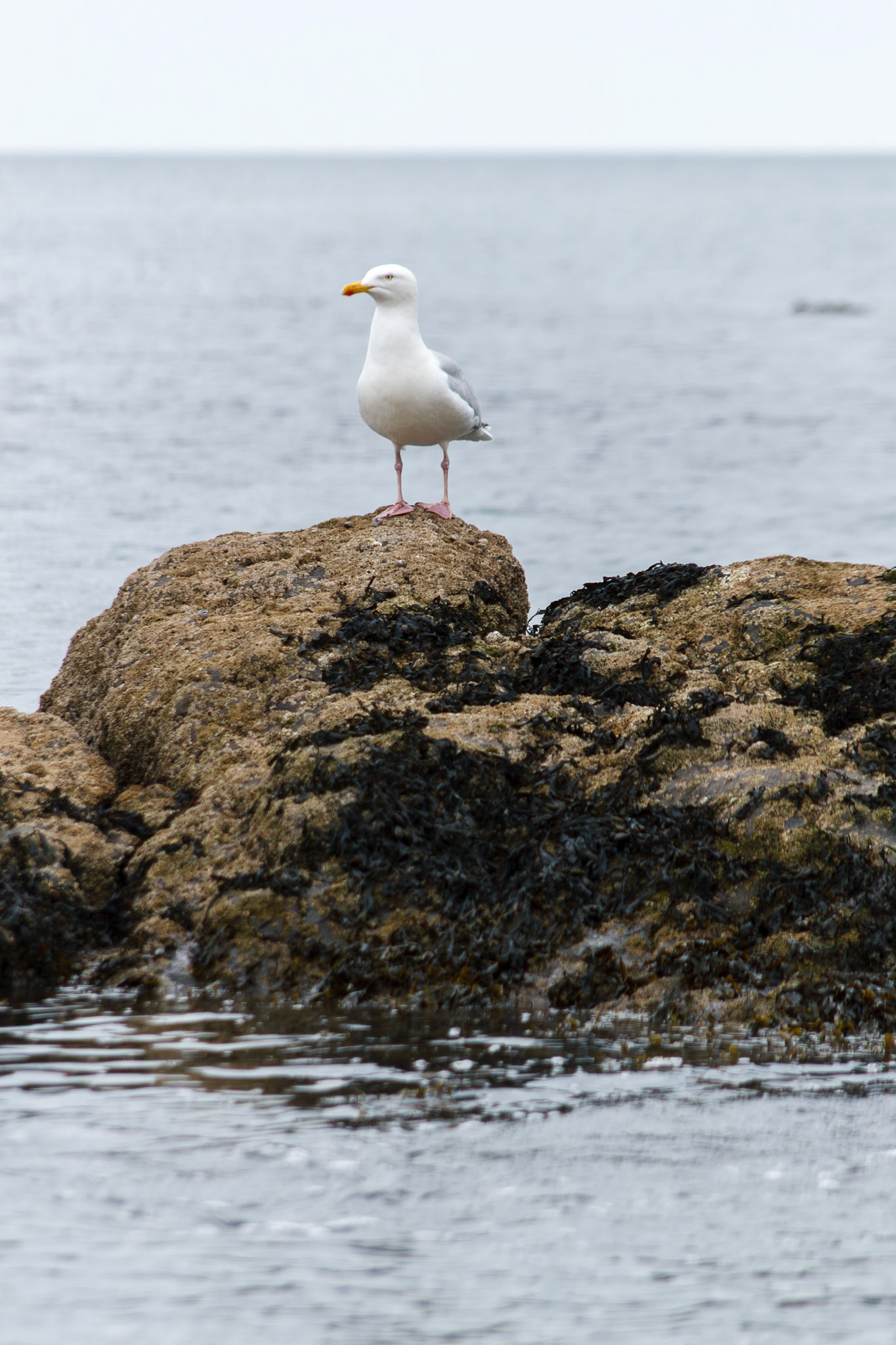 Seagull standing on a coastal rock