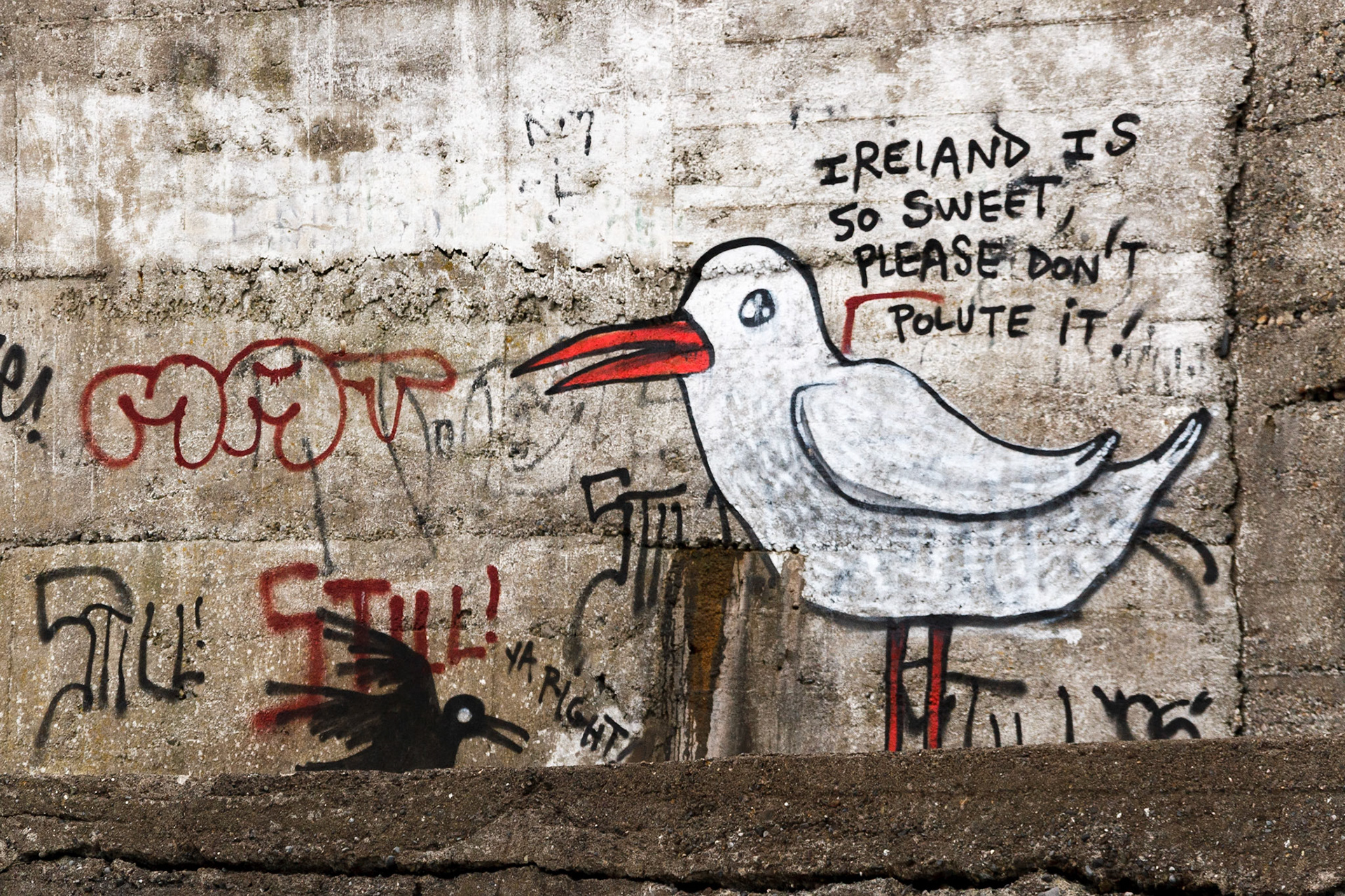 Seagull graffiti on a concrete wall