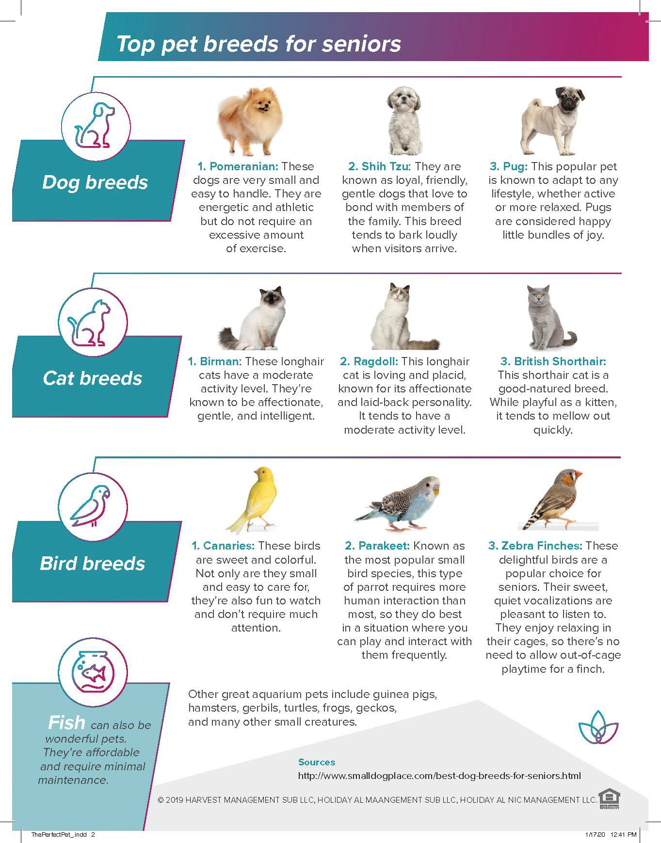 Pets Infographic