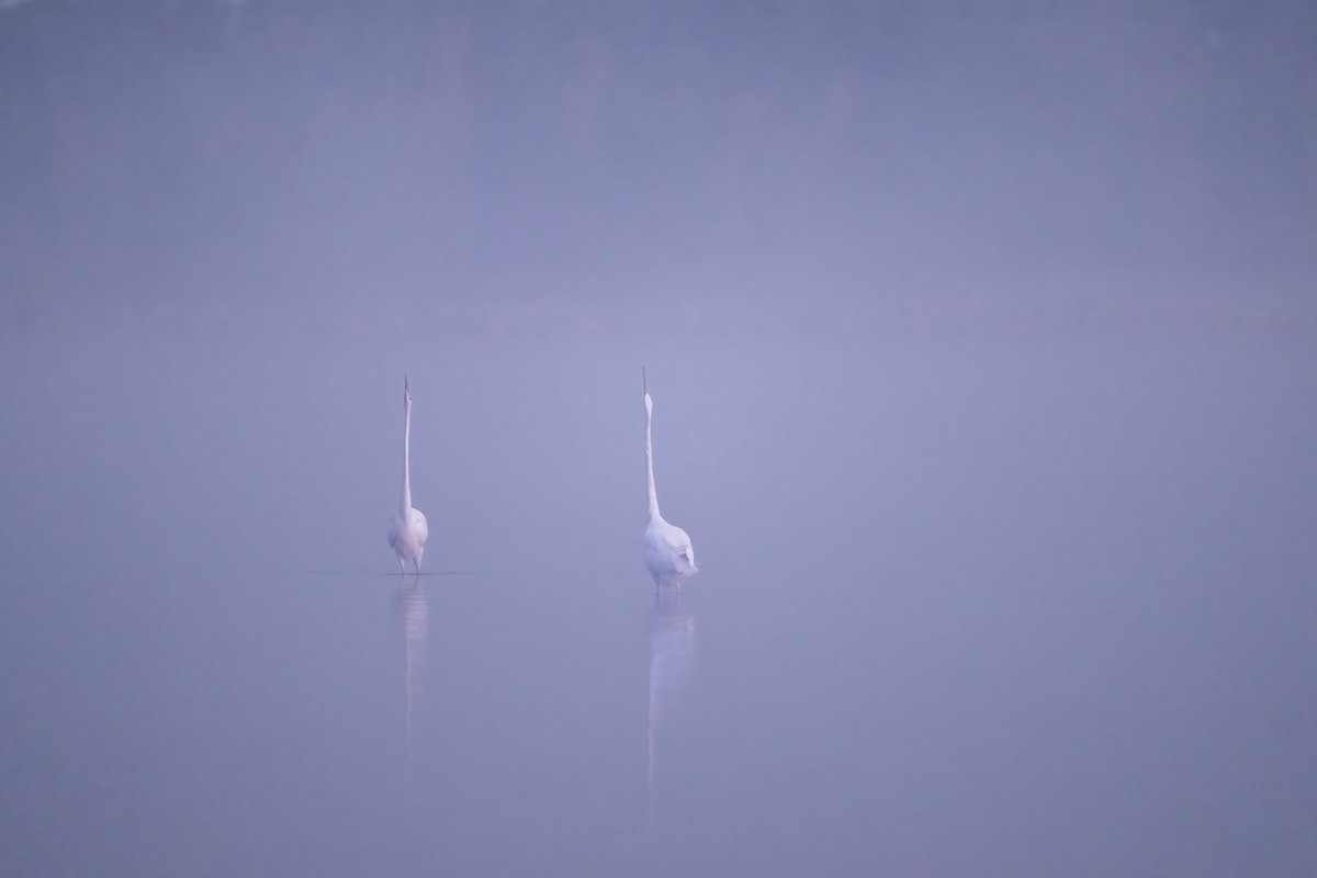 Czapla biała (Great Egret)