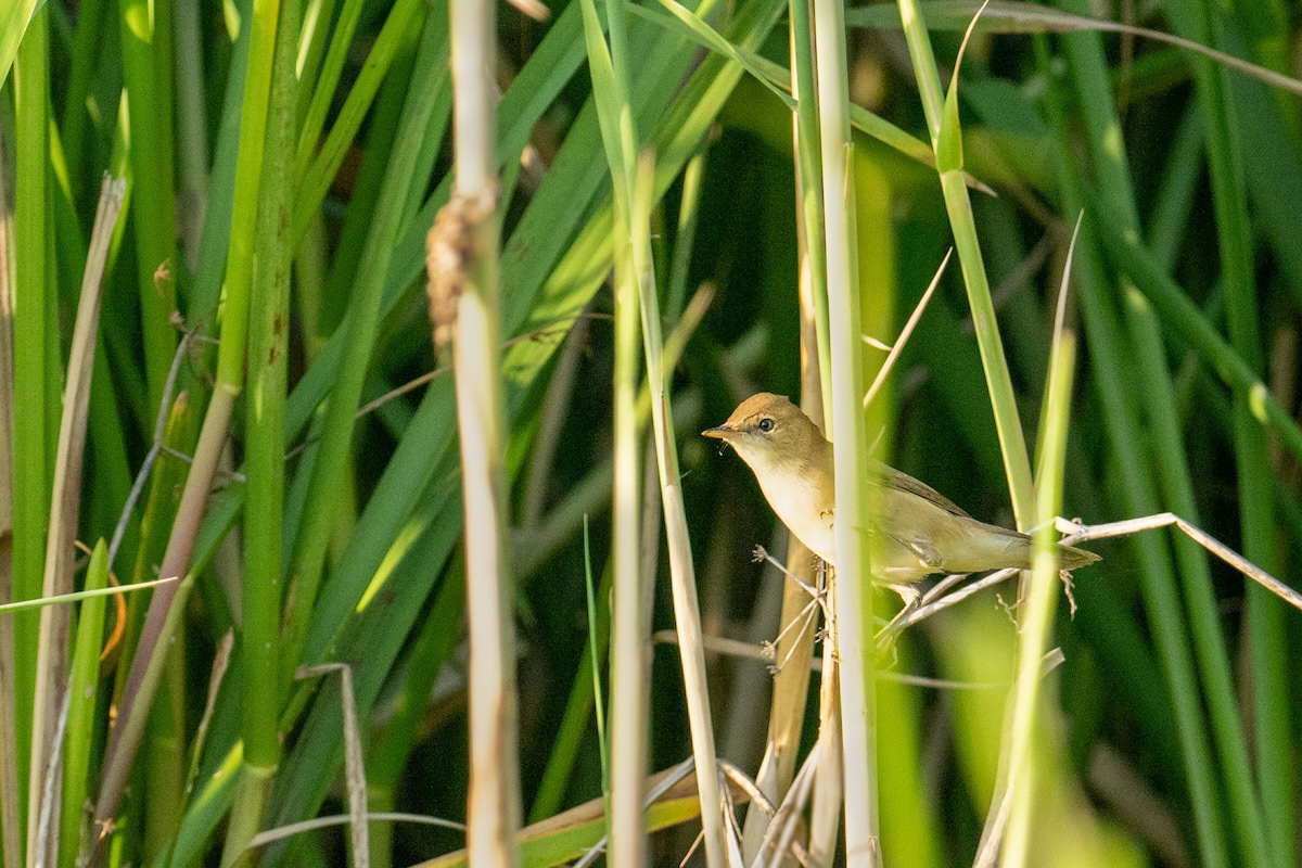 Trzcinniczek - Eurasian reed warbler - Acrocephalus scirpaceus