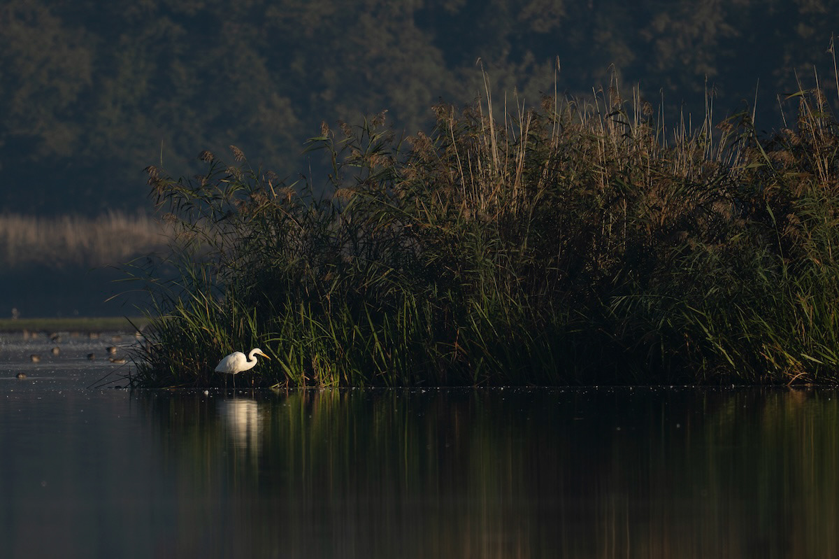 Czapla biała (Great Egret)