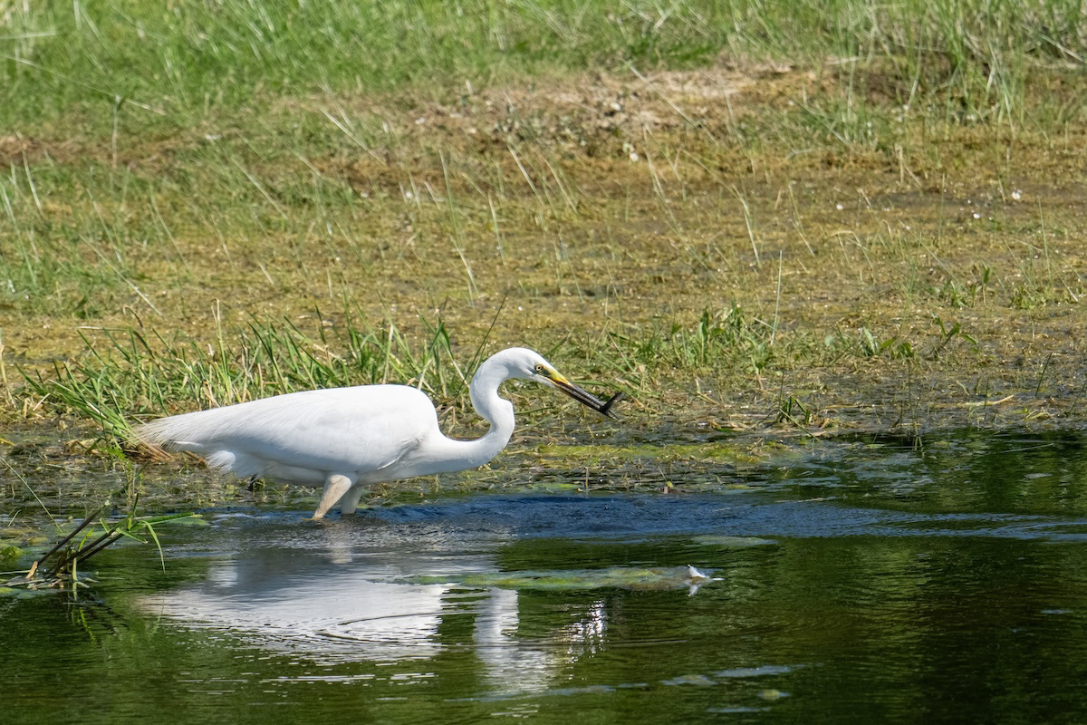 Czapla biała (Great Egret, Ardea alba)