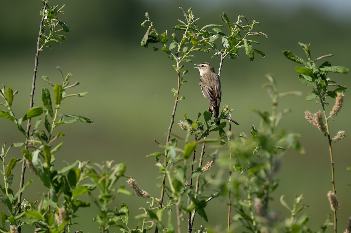 Rokitniczka (Sedge Warbler) (Acrocephalus schoenobaenus)