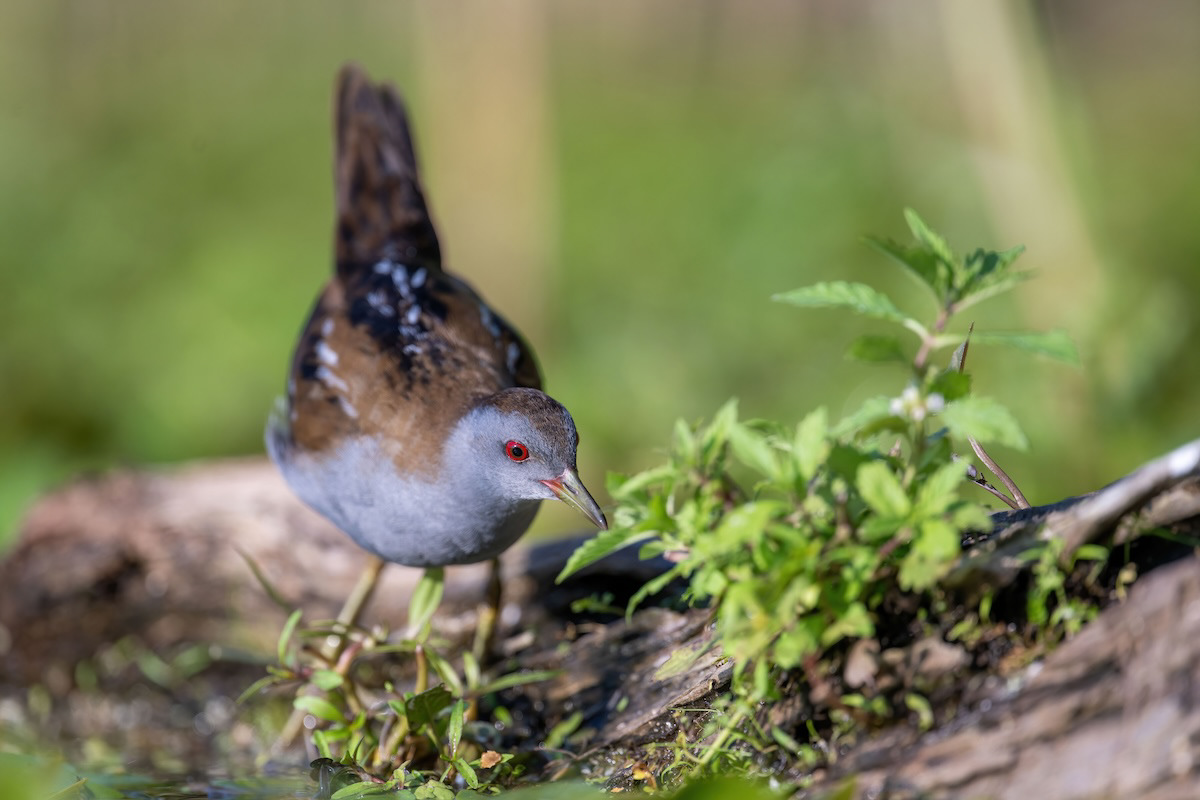 Zielonka - Little Crace - Zapornia parva