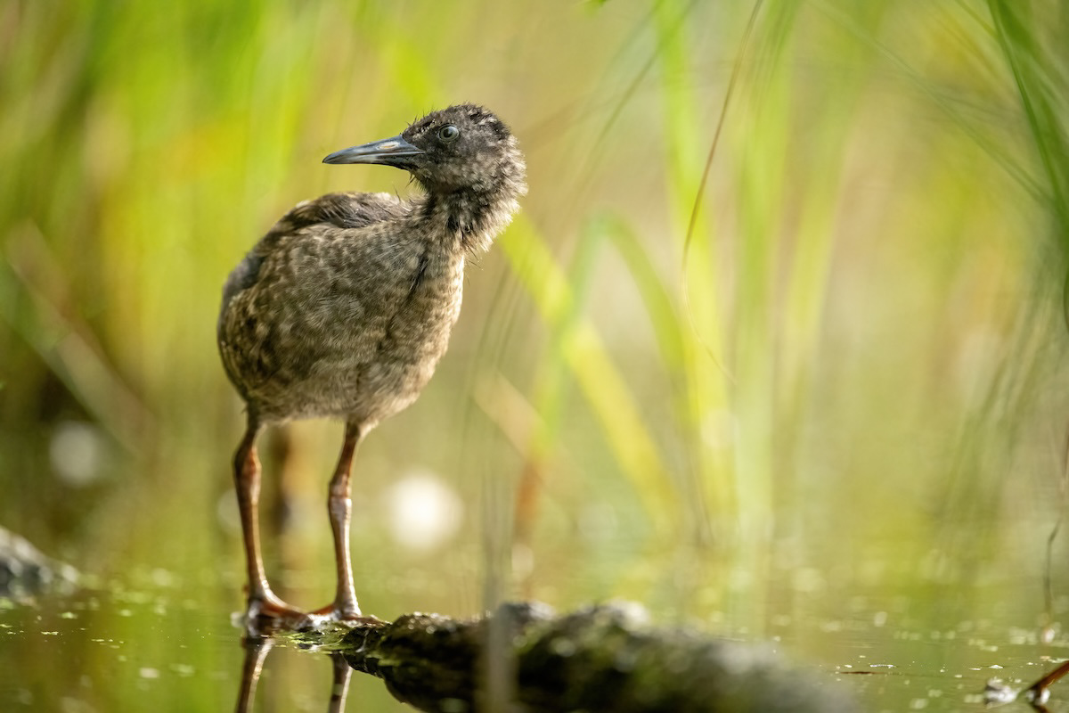 Wodnik - Water rail - Rallus aquaticus