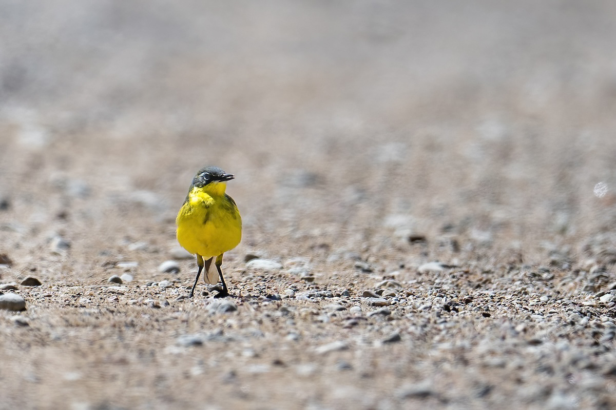 Pliszka żółta (Yellow Wagtail, Motacilla flava)