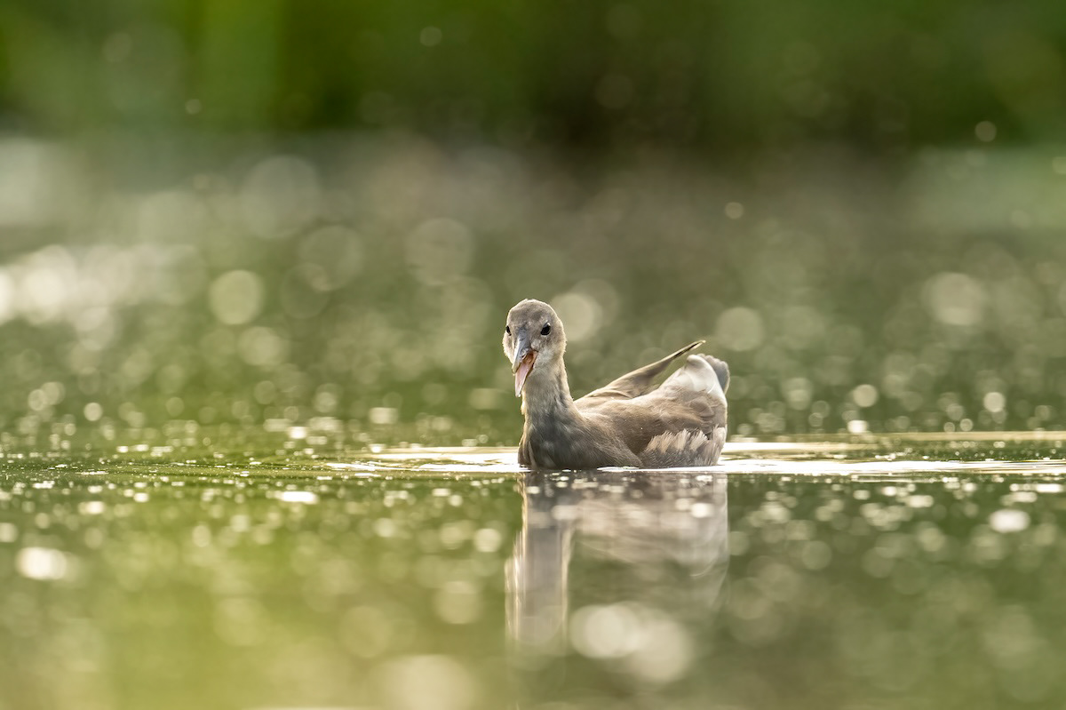 Kokoszka - Common Moorhen - Gallinula chloropus