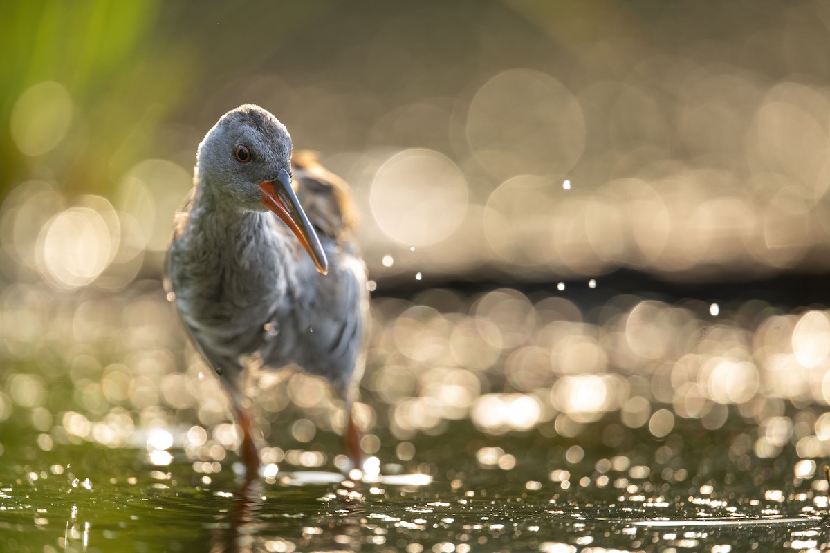 Wodnik - Water rail - Rallus aquaticus