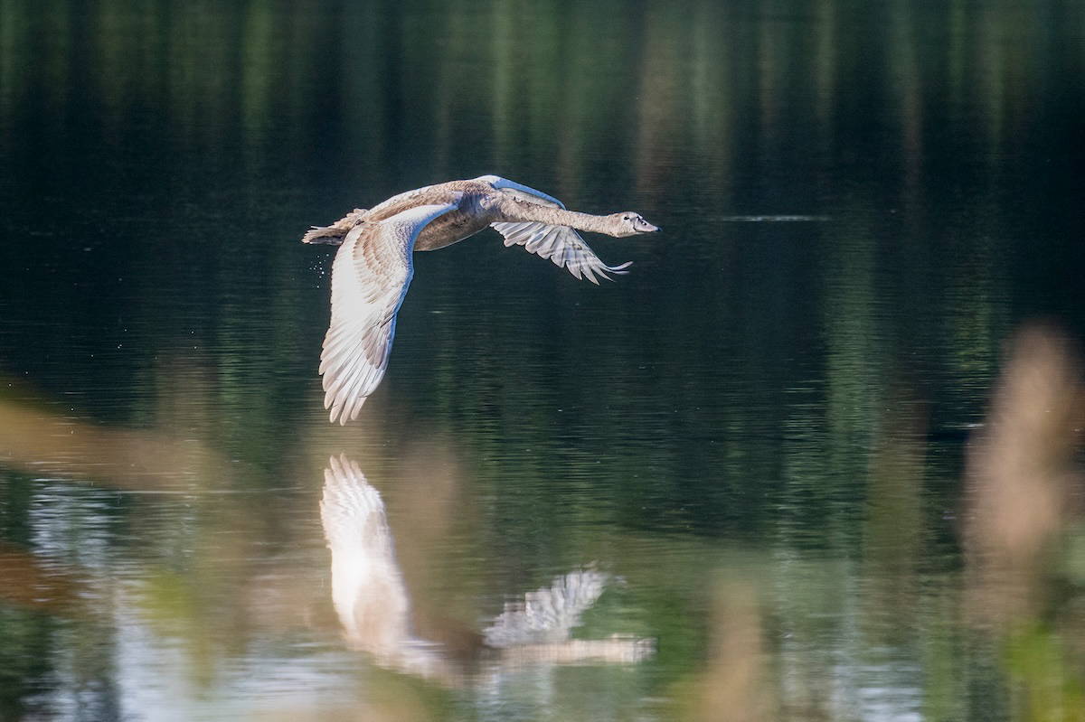 Łabędź niemy - mute swan - cygnus olor