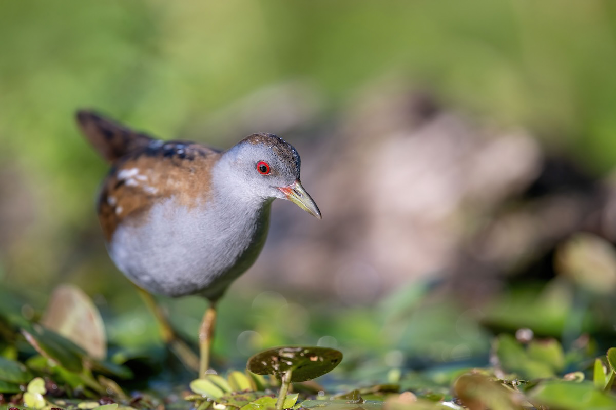 Zielonka - Little Crace - Zapornia parva