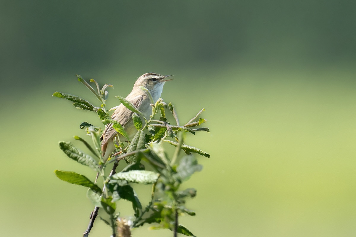 Rokitniczka (Sedge Warbler) (Acrocephalus schoenobaenus)