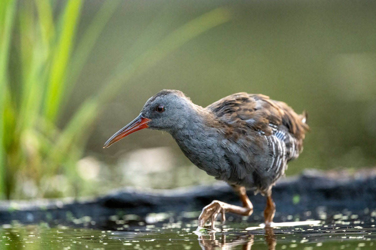 Wodnik - Water rail - Rallus aquaticus