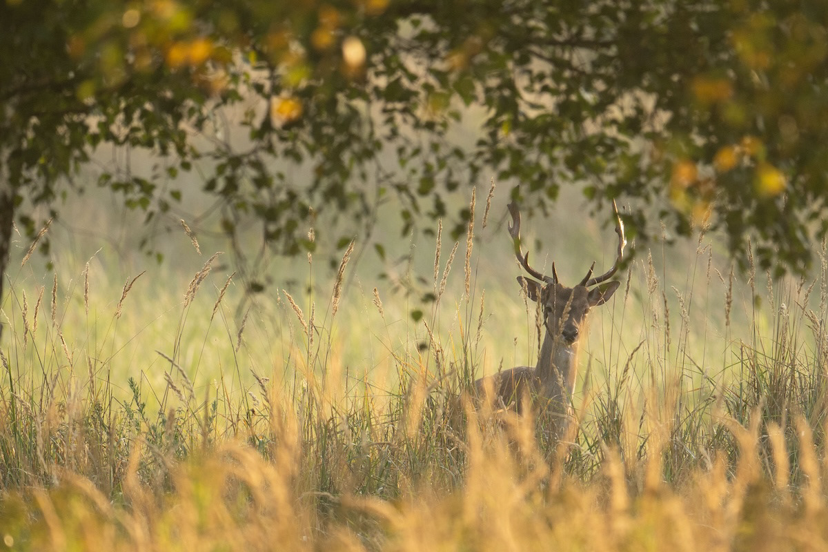 Daniel - Fallow deer - Dama dama
