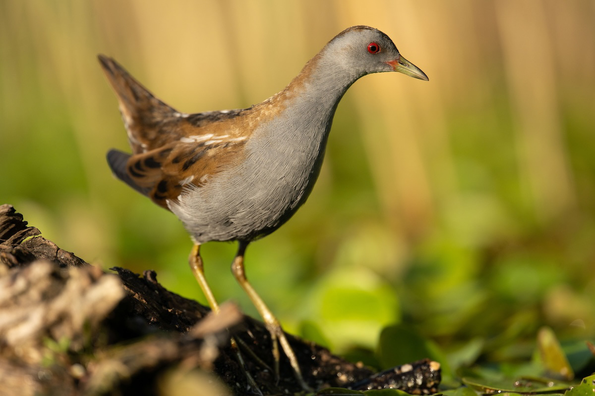 Wodnik - Water rail - Rallus aquaticus