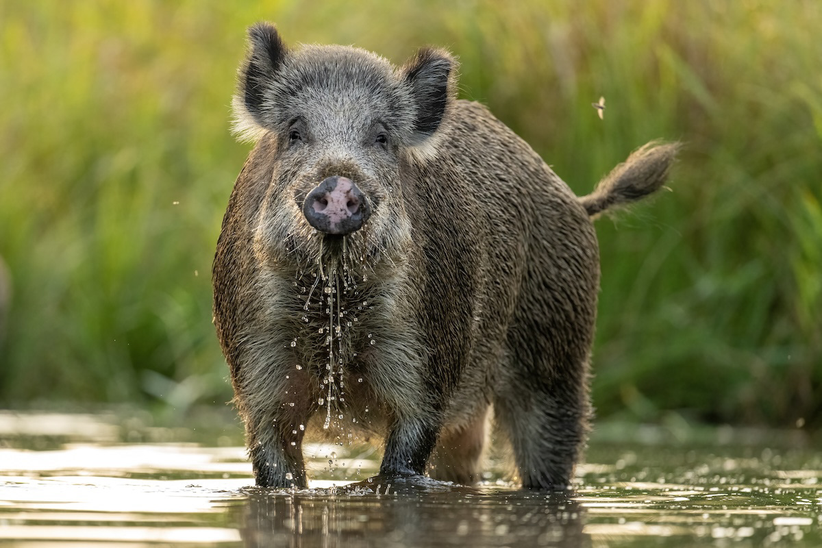 Dzik - Wild boars - Sus scrofa