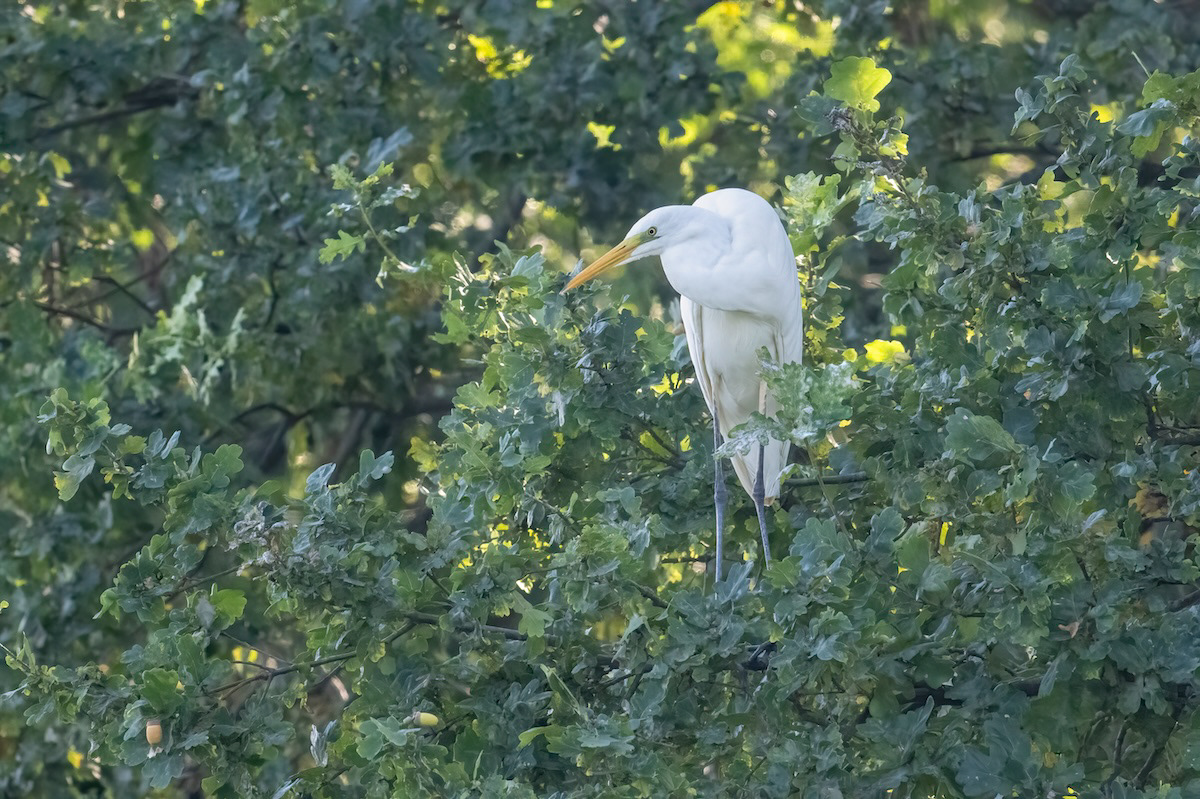 Czapla biała (Great Egret)