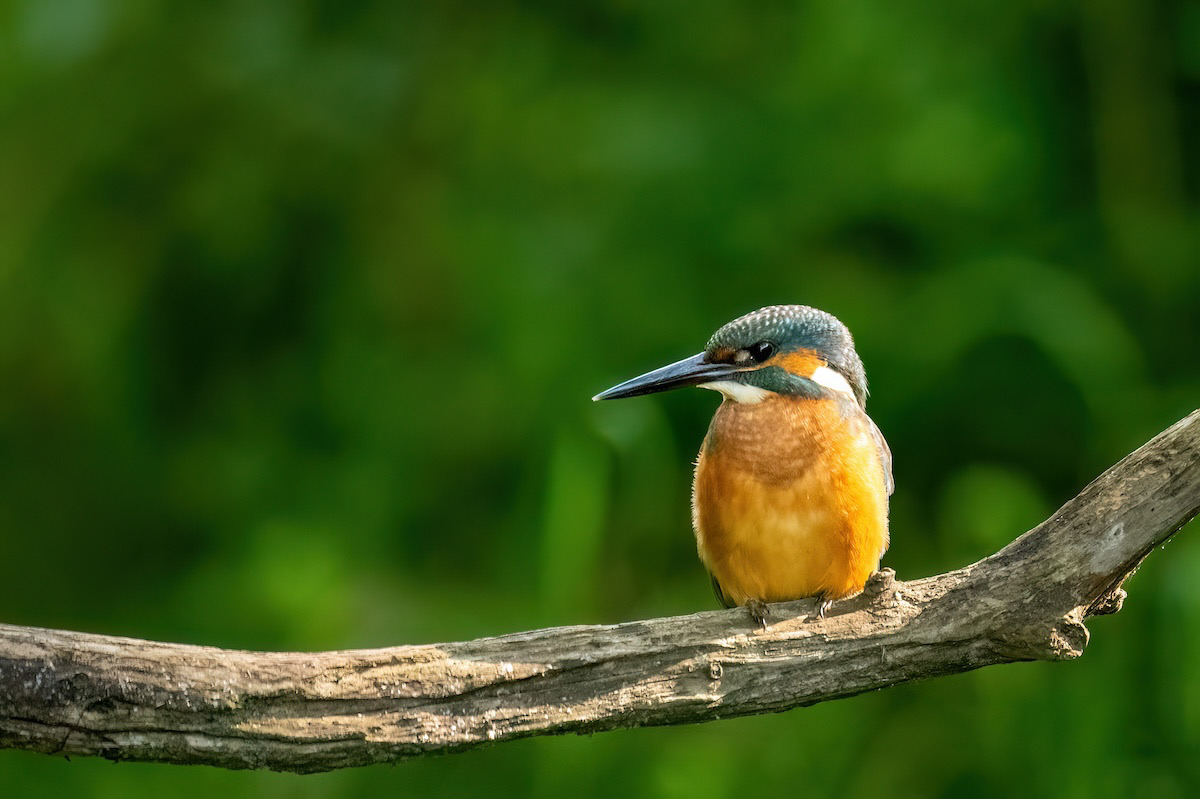 Zimorodek - Kingfisher - Alcedo atthis