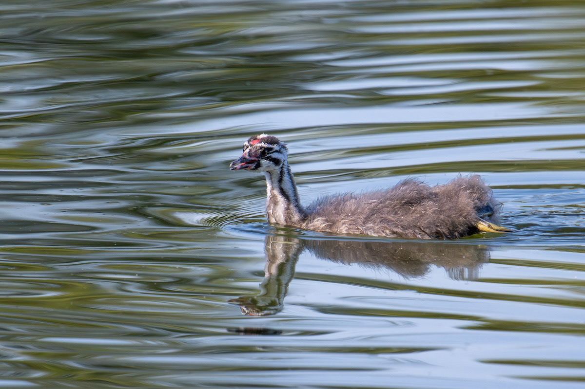 Perkoz dwuczuby (Podiceps cristatus)