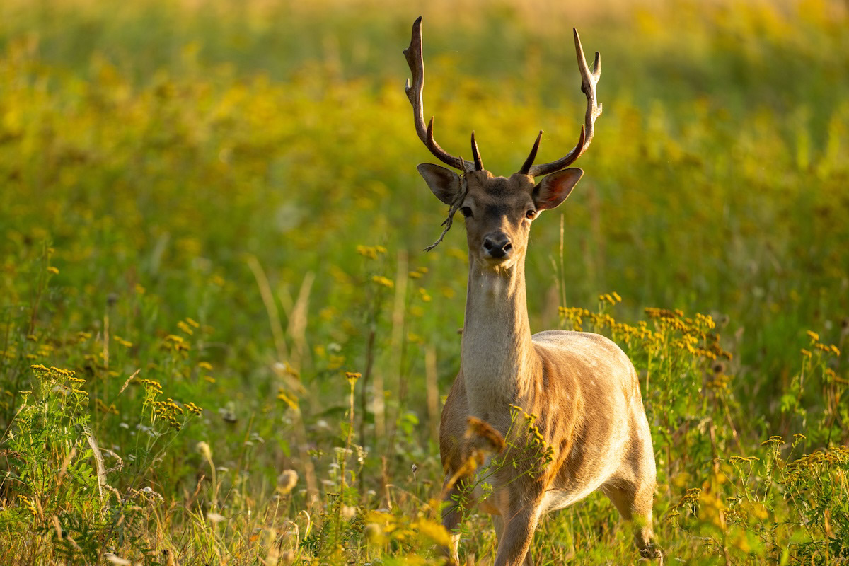 Daniel - Fallow deer - Dama dama