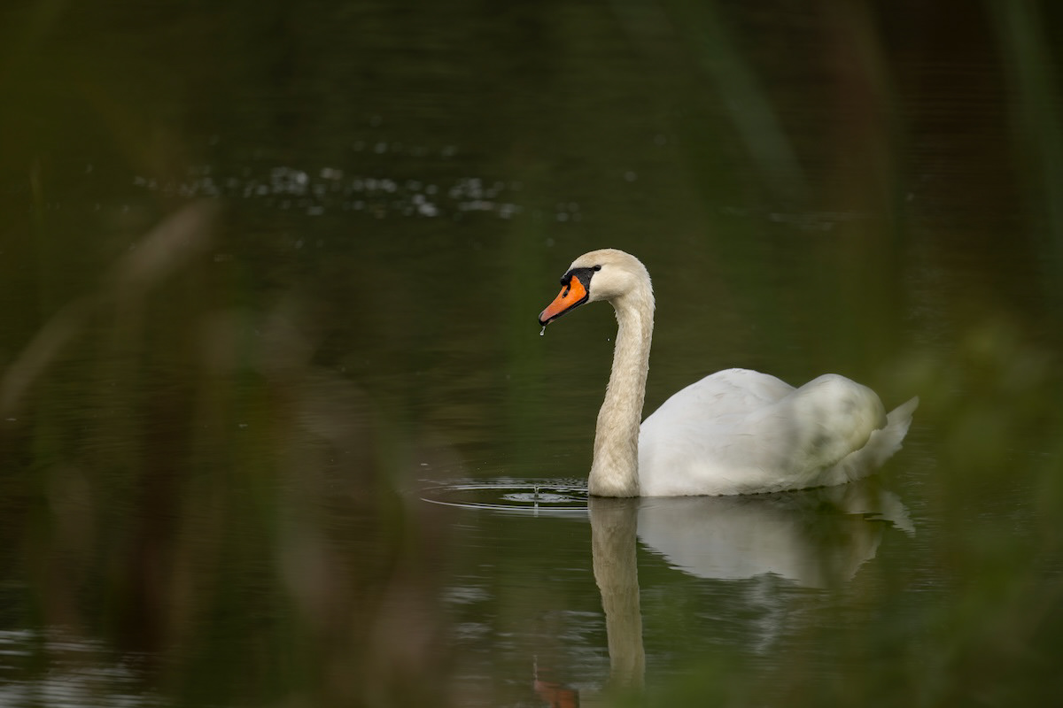 Łabędź niemy - mute swan - cygnus olor