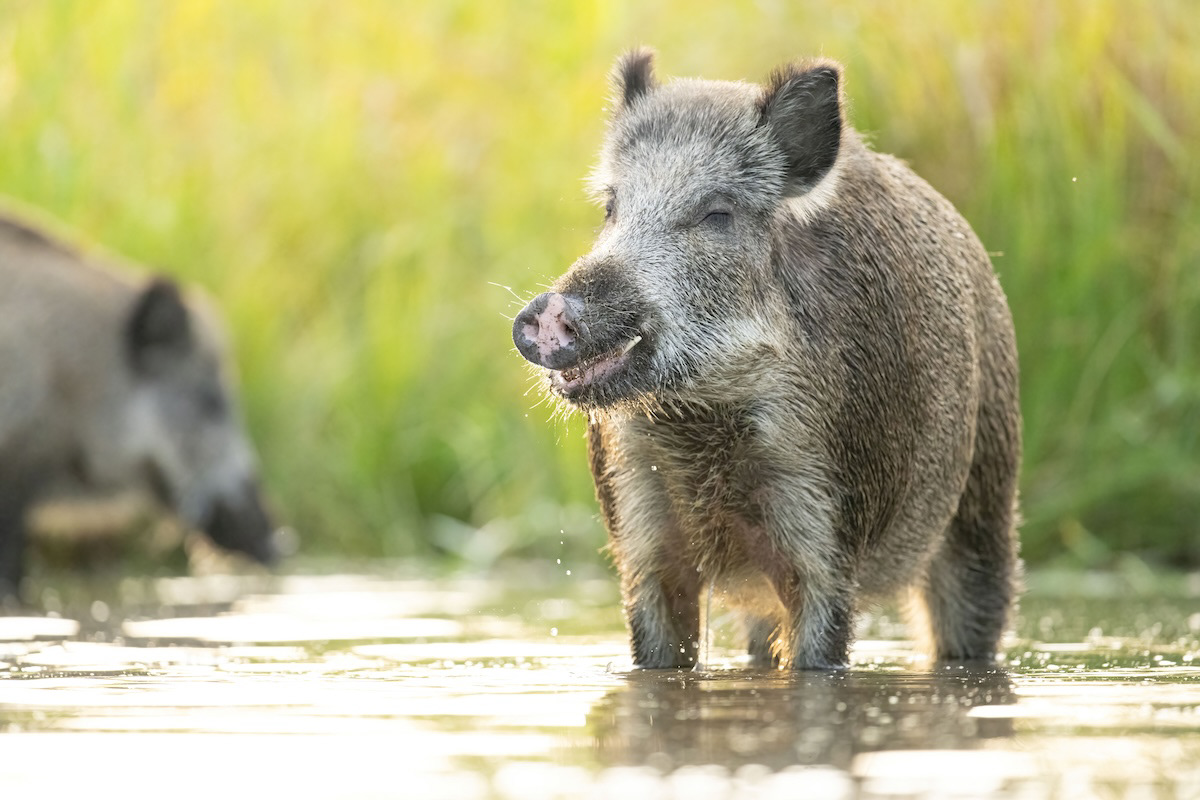 Dzik - Wild boars - Sus scrofa