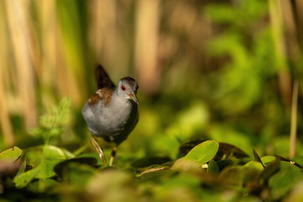 Zielonka - Little Crace - Zapornia parva