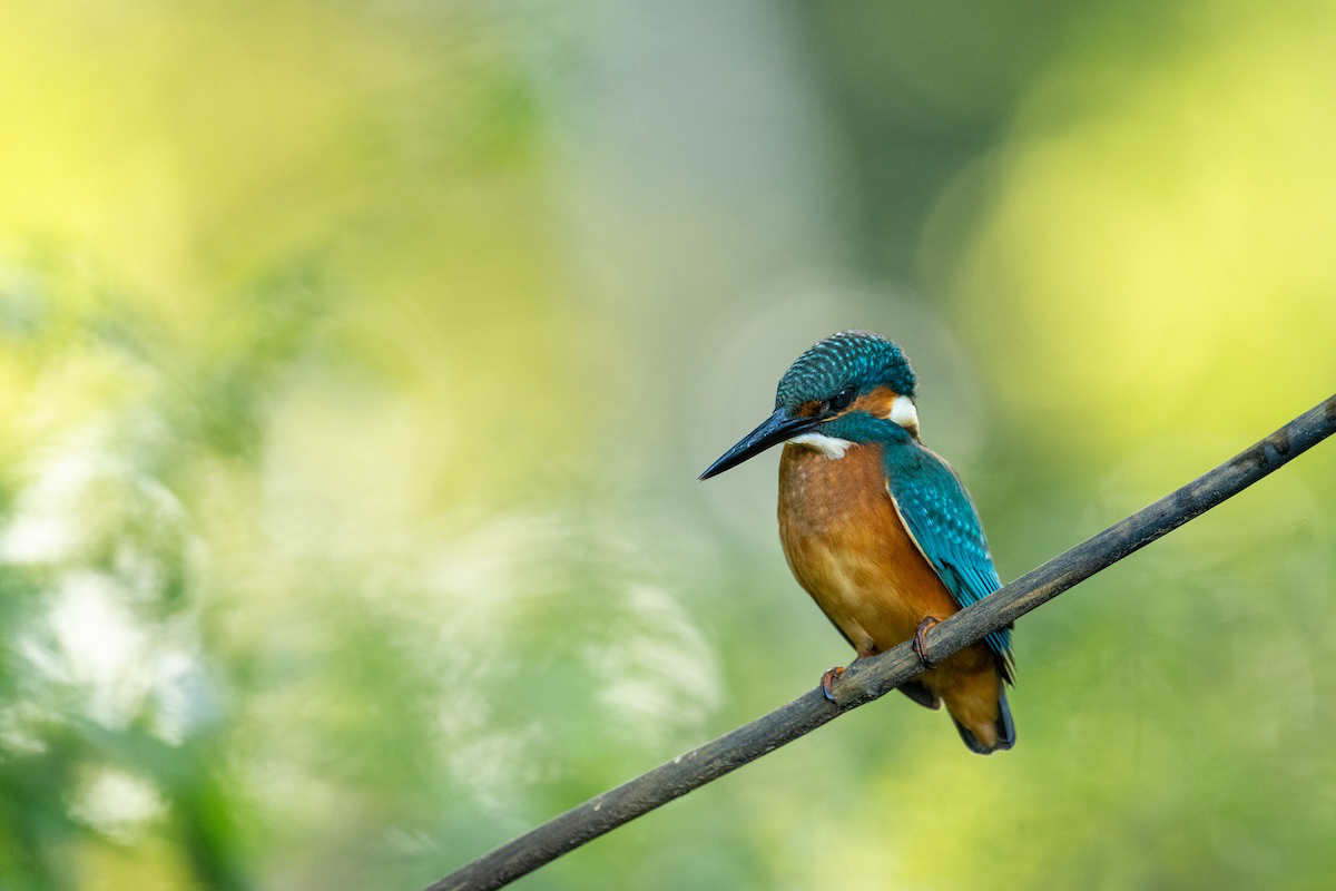 Zimorodek - Kingfisher - Alcedo atthis