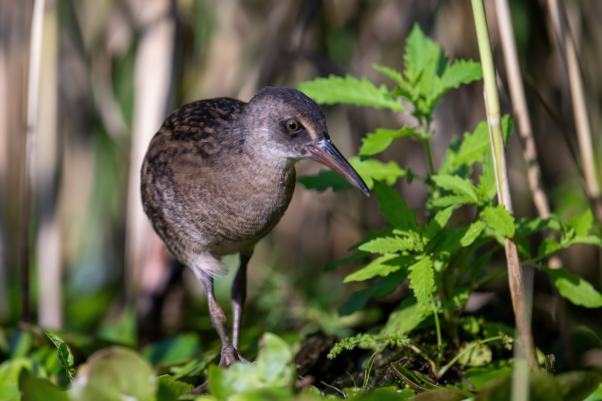 Wodnik - Water rail - Rallus aquaticus
