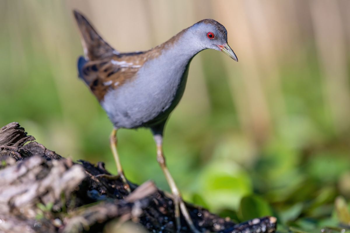 Zielonka - Little Crace - Zapornia parva