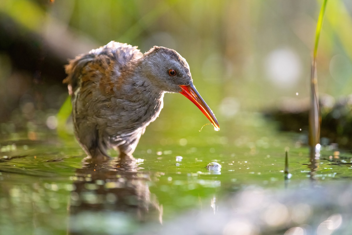 Wodnik - Water rail - Rallus aquaticus