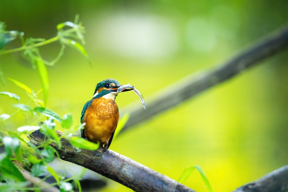 Zimorodek - Kingfisher - Alcedo atthis