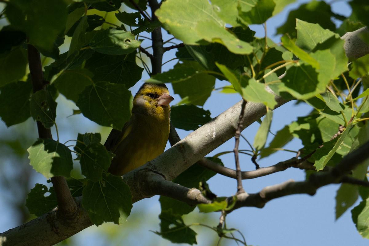 Dzwoniec (European greenfinch, Chloris chloris)
