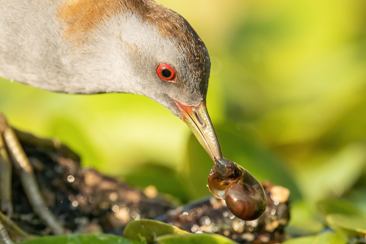 Wodnik - Water rail - Rallus aquaticus