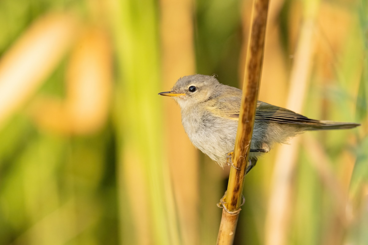 Piecuszek - Willow warbler - Phylloscopus trochilus