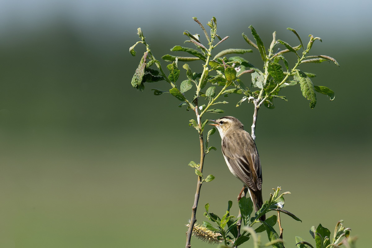 Rokitniczka (Sedge Warbler) (Acrocephalus schoenobaenus)