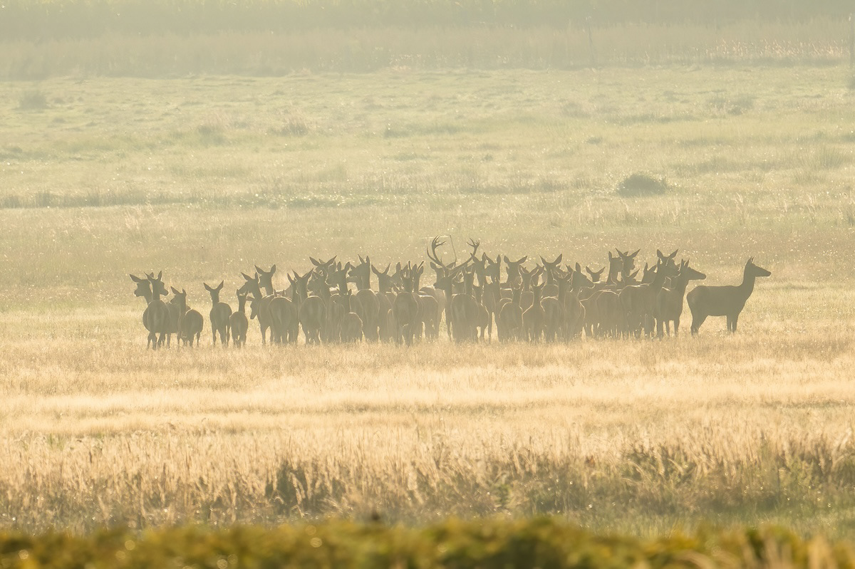 Jeleń szlachetny - Red deer - Cervus elaphus
