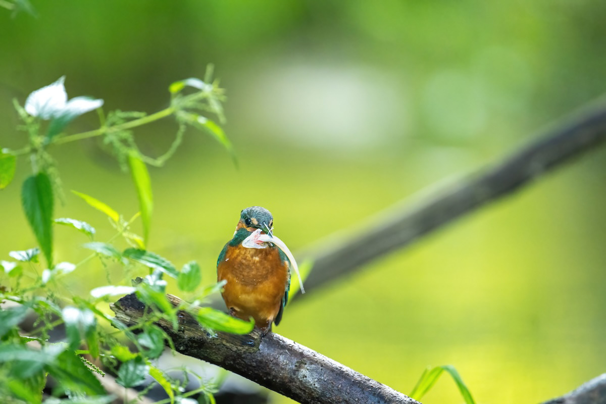 Zimorodek - Kingfisher - Alcedo atthis