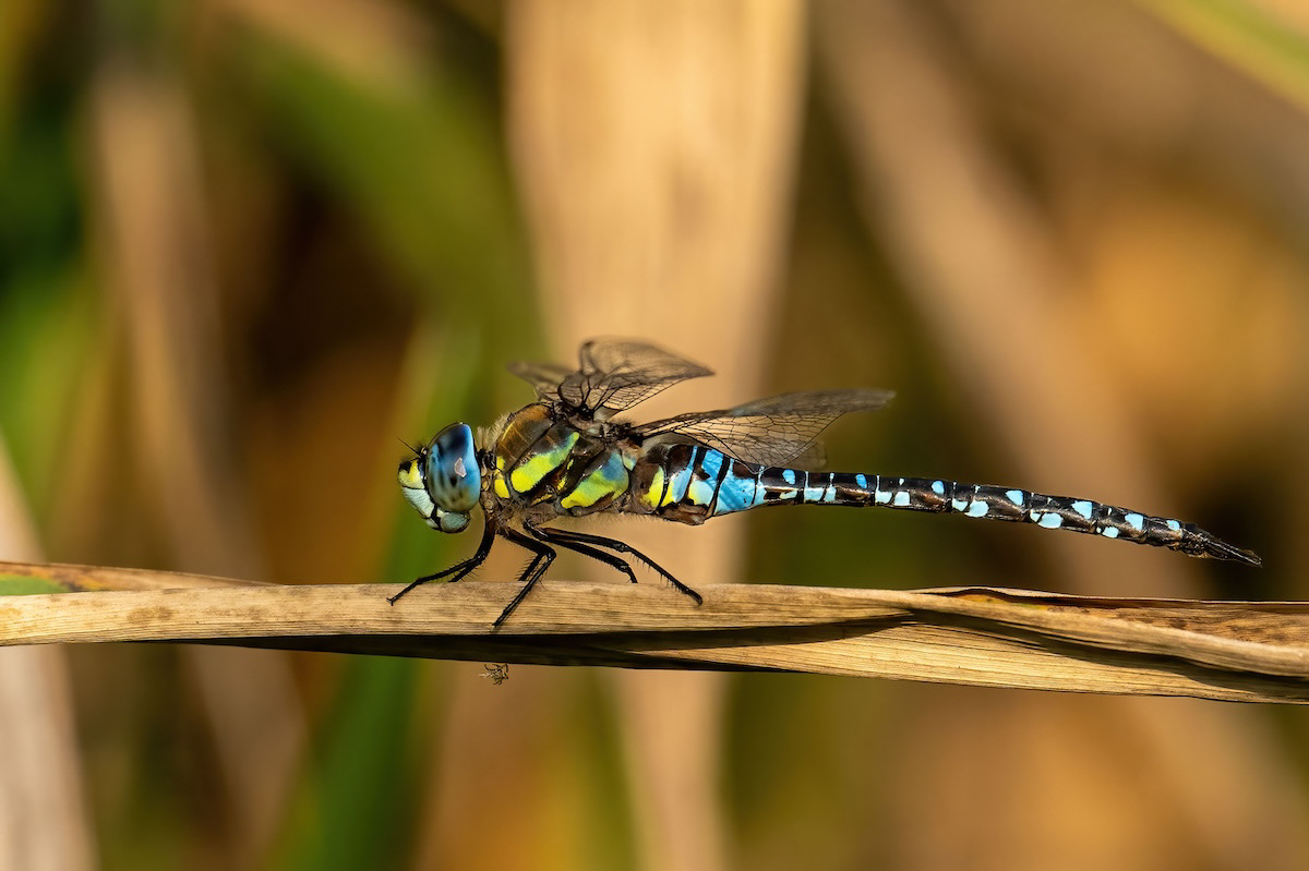 Żagnica południowa (Aeshna affinis)