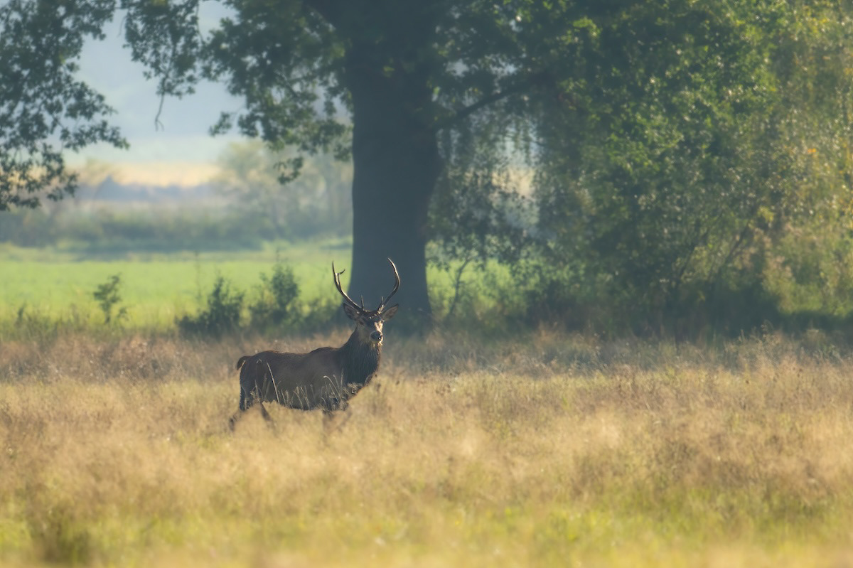 Jeleń szlachetny - Red Deer - Cervus elaphus
