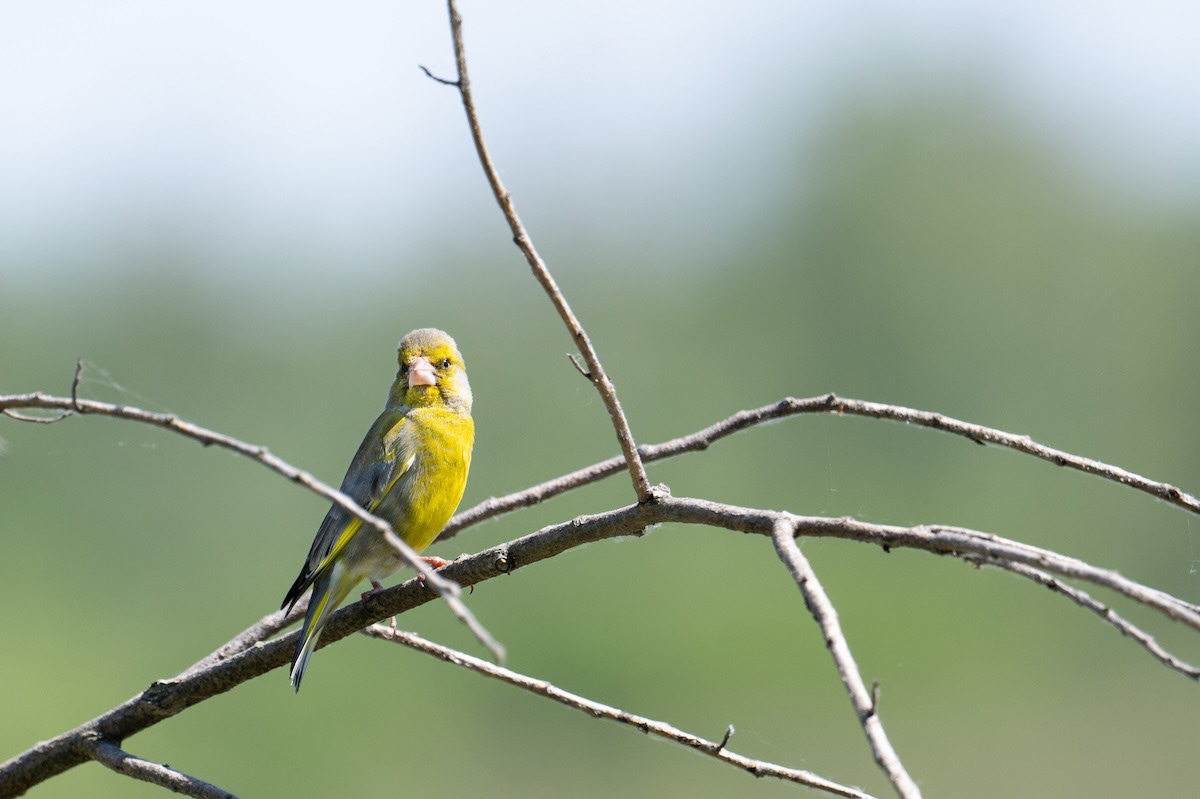 Dzwoniec (European greenfinch, Chloris chloris)