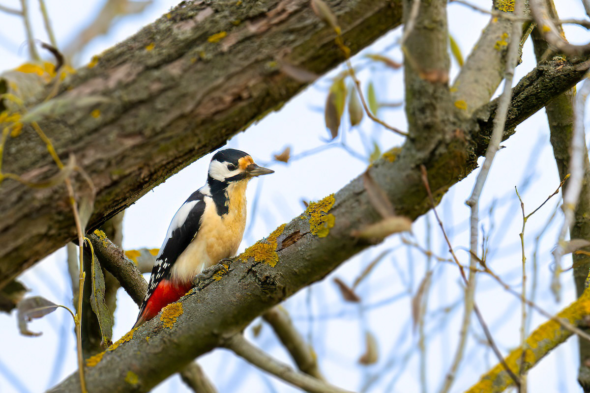 Dzięcioł duży - Great Spotted Woodpecker - Dendrocopos major)