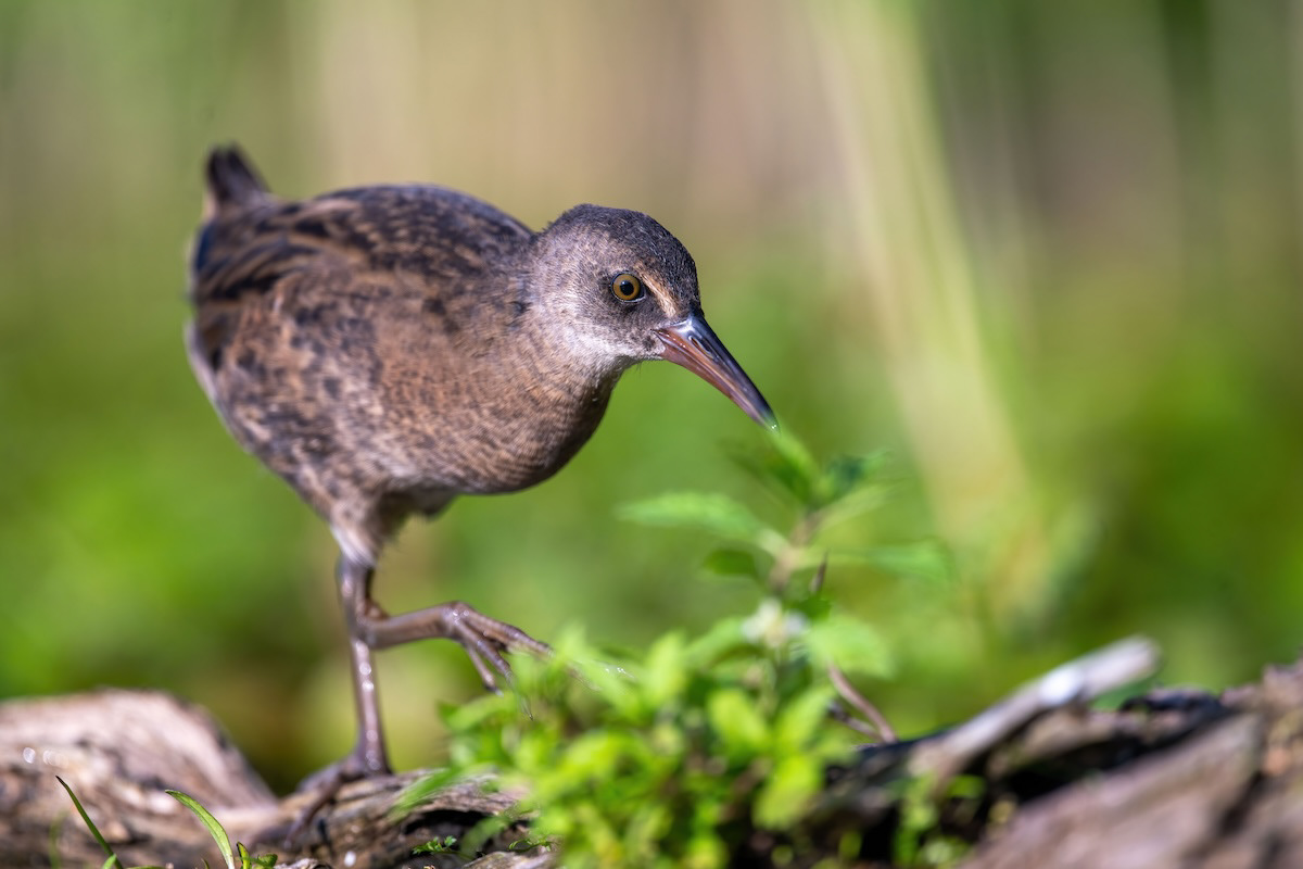 Wodnik - Water rail - Rallus aquaticus