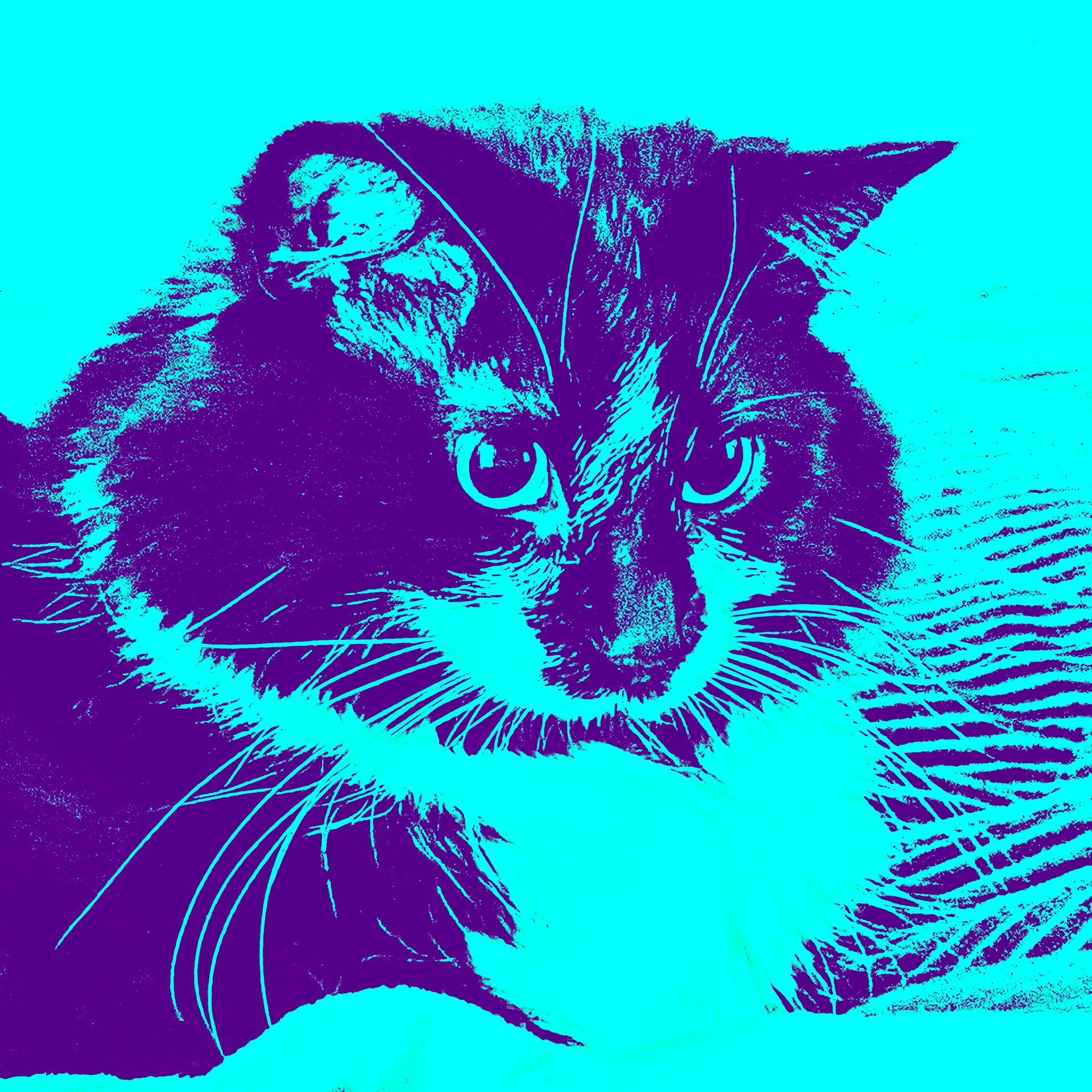 "Stark" – A cat portrait
