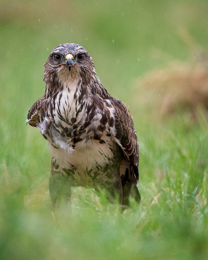 📸 Nikon D500 500mm 1/1000 f /5.6 ISO3200