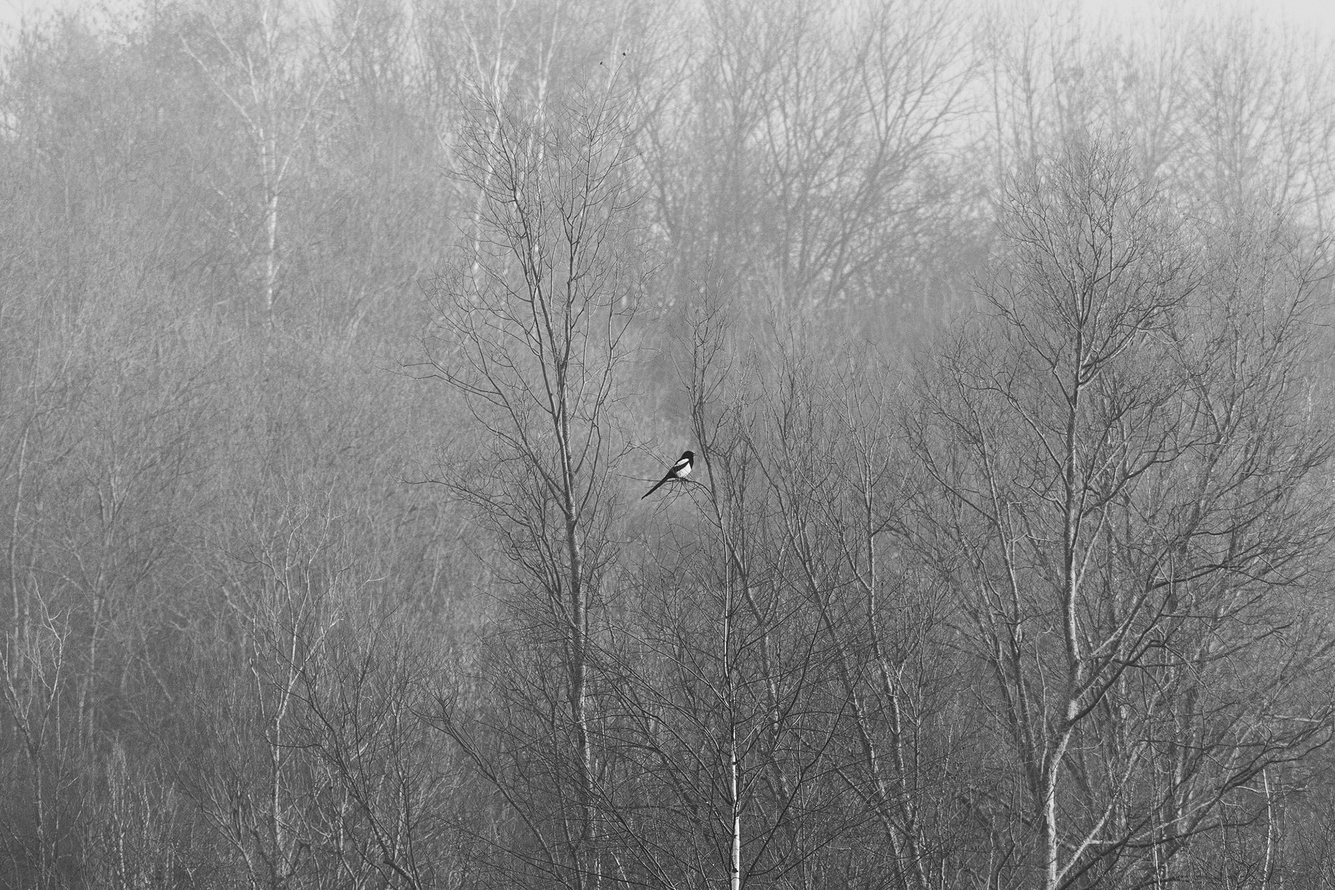 📸 Nikon D500 240mm 1/1000 f /6.3 ISO450