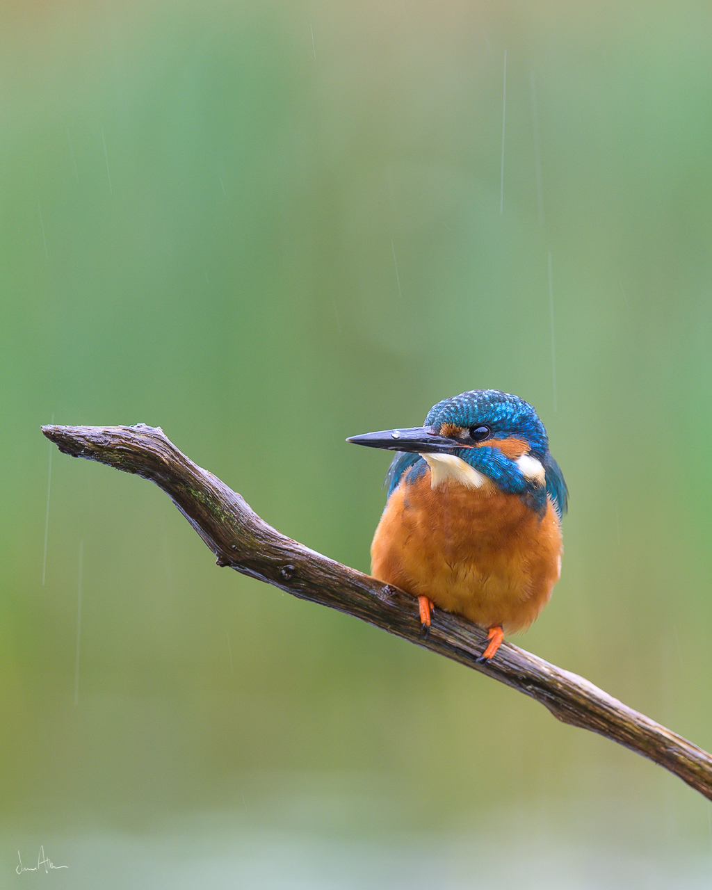 📸 Nikon Z6 500mm 1/60 f /5.6 ISO640