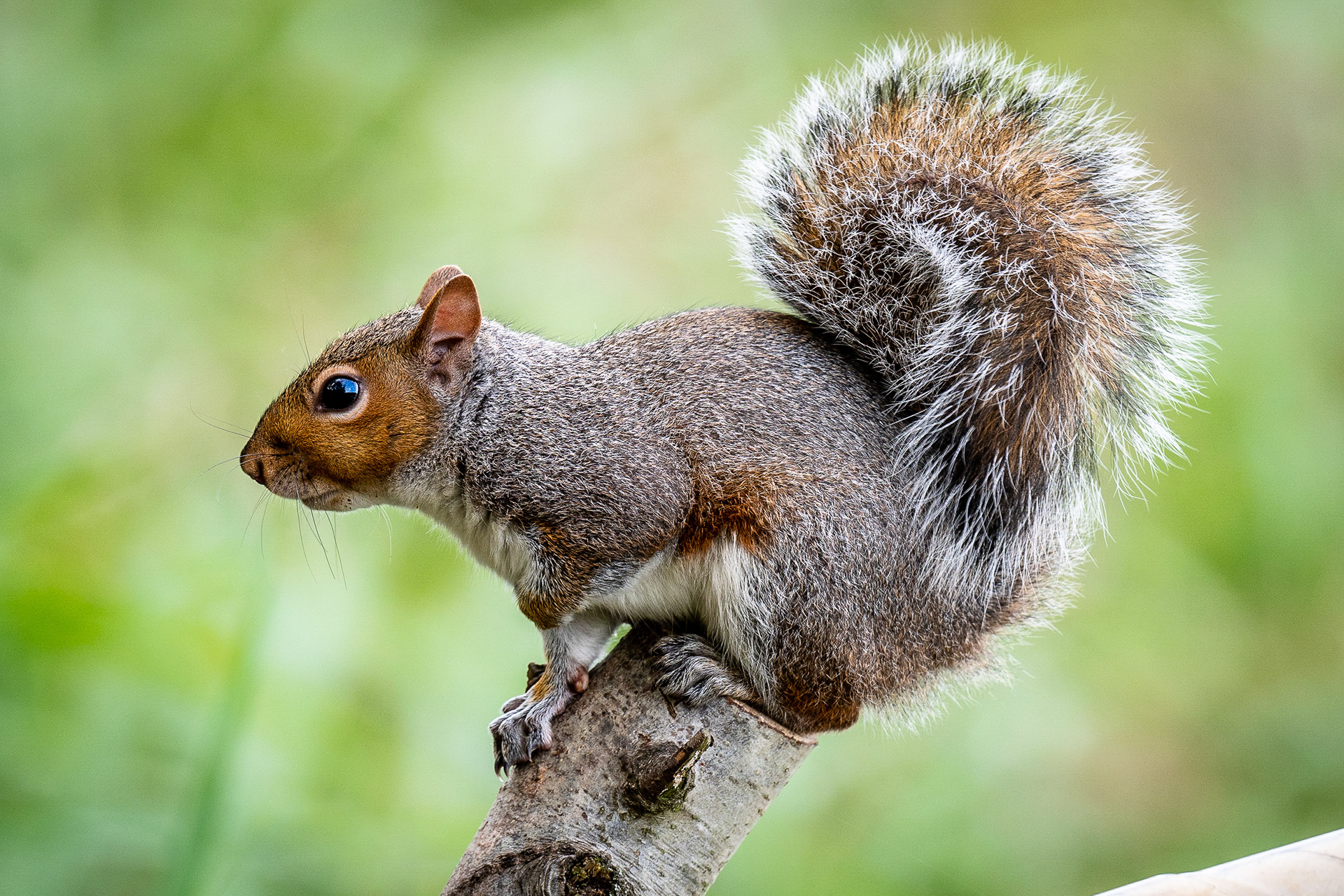 📸 Nikon D500 500mm 1/180 f /5.6 ISO450