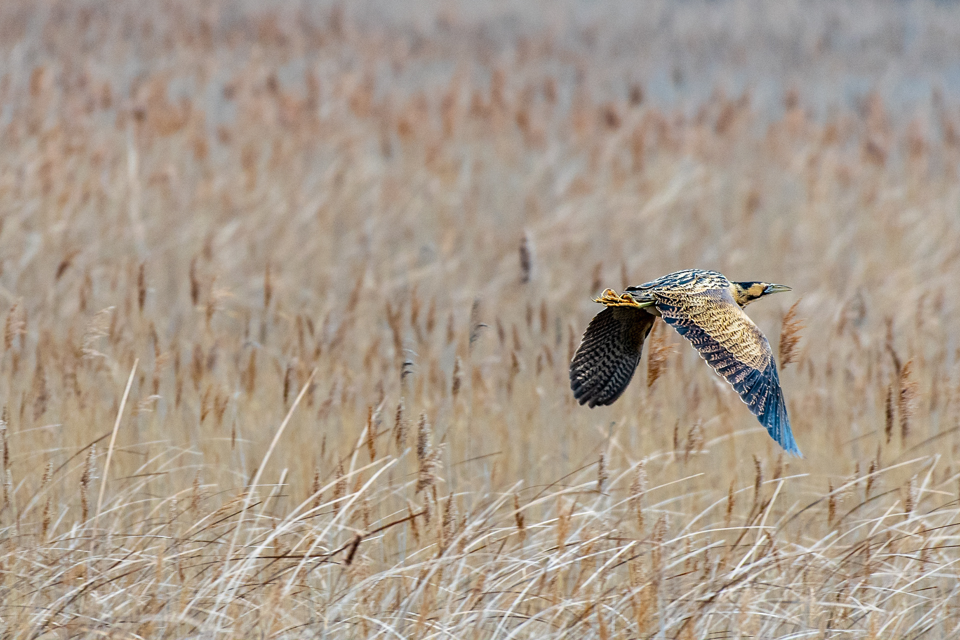 📸 Nikon D500 460mm 1/800 f /6.3 ISO2000