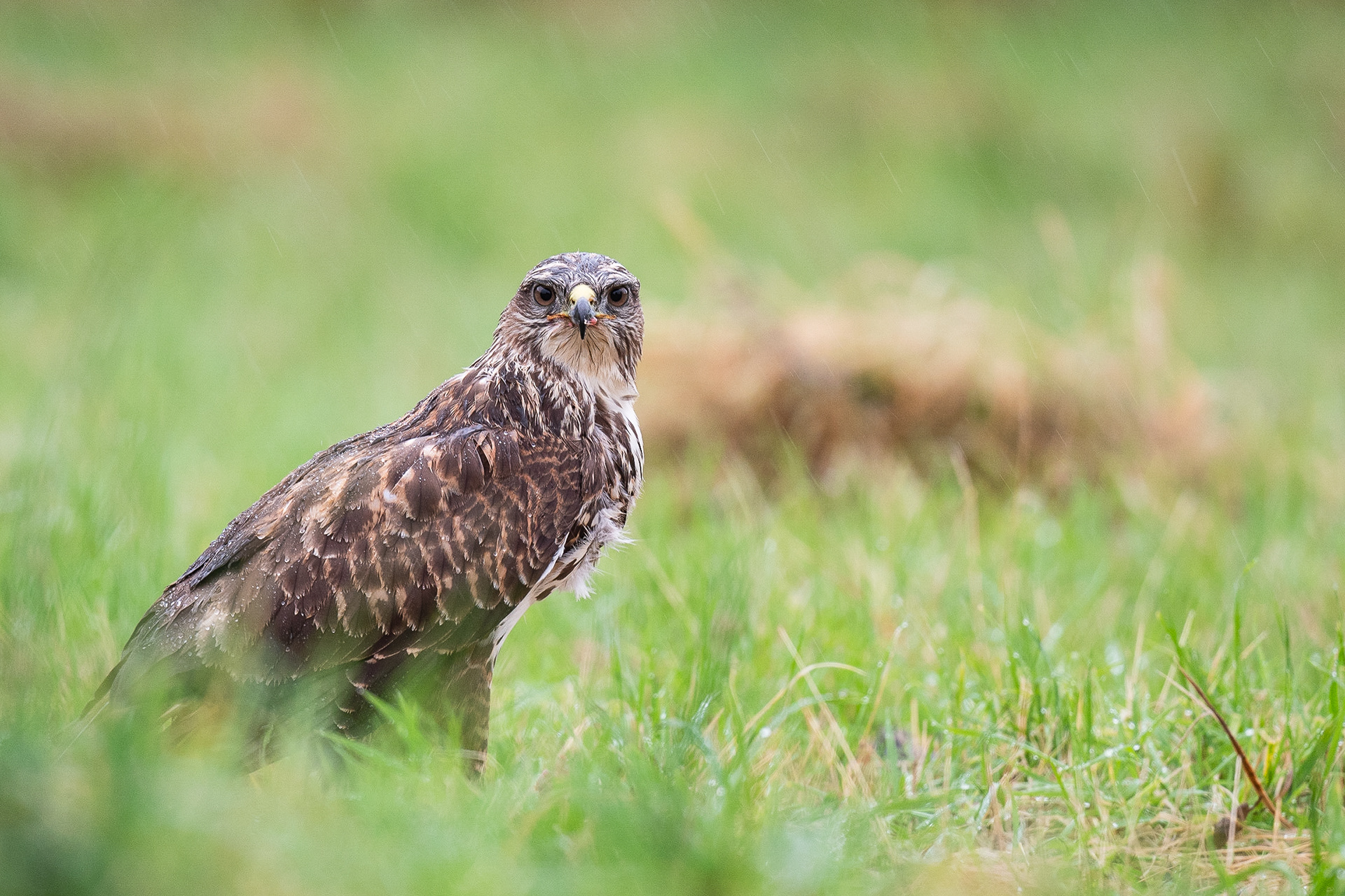 📸 Nikon D500 500mm 1/200 f /5.6 ISO720